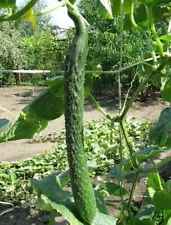 Seeds Cucumber Vegetable Long Giant Organic Heirloom NON-GMO Ukraine