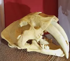 Resin Sabertooth Tiger Skull