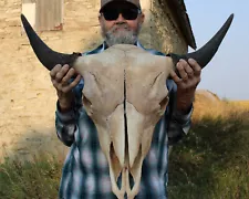 Buffalo Bison Head Skull Horns