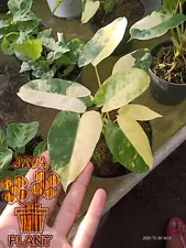 Philodendron Burlemark Variegated Ready Wholesale