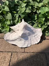 Vintage X-Large Pink Queen Conch Shell (10”) Beach House Coastal Cottage Decor