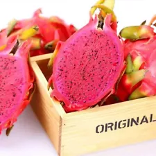 1 Pack 200 Red Pitaya Seeds Dragon Fruit Seed Pitaya fruit Seed Organic S054