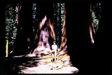 Woman w/ Sequoia Trees at Park in California in 1950's, Kodachrome Slide f29a