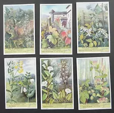 Liebig Trade Cards: Set S 1624 Climbing Plants