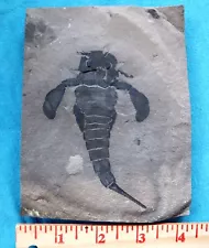 4.5 inch Silurian eurypterid from bertie fm, new york - eurypterus remipes