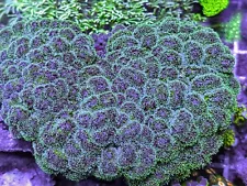 Pocillopora colony - Easy SPS -WYSIWYG Colony -ULTRA LIVE CORAL