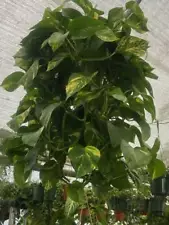 10" Pot - Green Jade Golden Pothos XL Bushy Plant, Haning pot - Get similar