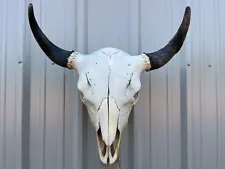 BUFFALO BULL SKULL 23” INCH WIDE HORN AMERICAN BISON MOUNTED HEAD TATONKA