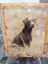 DOG PHOTOGRAPH LITHOGRAPH Hunting Dog