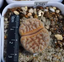 3cm Sale Succulent Live Plant Lithop Pseudotruncatella 'Cafe au lait' C309a