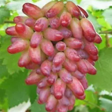 50 Red Finger Grape Seeds Vitis Vinifera Organic Fruit Seed Heirloom US