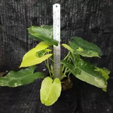 Rare Philodendron Burle Mark Variegata Plants Live Beautiful Houseplant Indoor O