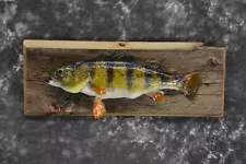 Perch Taxidermy fish mount for sale SKU 1852.2