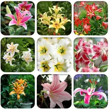 50 LILY FLOWER SEEDS rare exotic bloom blossom plant garden bush