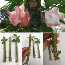 Suaveolens Single Pink Brugmansia Angel Trumpet 5 Live New Rooted Plant NO Pots