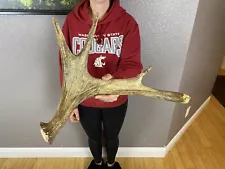 SHIRAS Moose Shed Antler HORNS Taxidermy Skull Mount Carving Wild IDAHO Small.