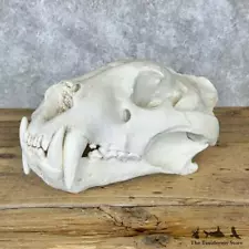 #29116 P | Reproduction Bengal Tiger Full Skull For Sale