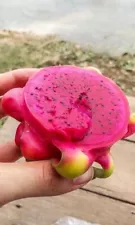 Red Taiwan Dragon Fruit cutting (8''); Large piece, sweet and fragrant