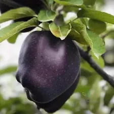 30 Seeds Black Diamond Apple Skin Black Flash White Rare Variety Tasty Fruits