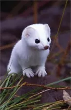 Short-Tailed Weasel Blank Journal (Hardback or Cased Book)