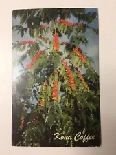 Kona Coffee Famous Beans Red Rip for Picking Hawaii Posted Postcard