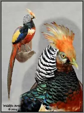 Pheasant Taxidermy Mount Bird Feathers Exotic by Wildlife-Artist