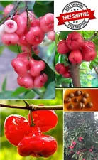 Sweet Rose Apple Seeds Germinated Jambu Fruit Syzygium samarangense 10+ Seeds