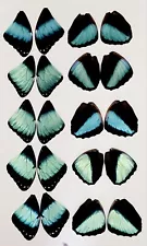 LOT OF 20 BLUE MORPHO ACHILLES WINGS FOR YOUR EARRINGS WORKS OF ART QUALITY A1