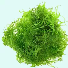 BUY 2 GET 1 FREE Java Moss Portion Large 4 Oz Cup Live Aquarium Plants