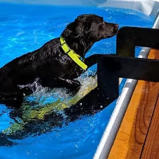 WAG Dog Boarding Steps for Swimming Pools (vs. Ladders/Ramps/Platforms)