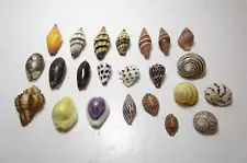 Lot 23 Vtg Cowrie Cone Snail Shell Nerita Hexaplex Conch Small Seashells