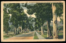 Avenue Bordered with Eucalyptus Trees California Vintage Old Linen Postcard 1938