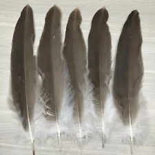 Hot Sale 10-100pcs Natural Pheasant Feathers 25-40cm/10-16 inches For Decoration