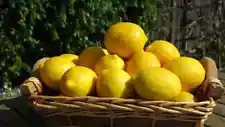 Meyer Lemon 300+ Seeds Citrus meyeri