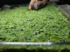 CLEAN 100+ Leaf Live Spangles Salvinia Minima Floating Plants Aquarium Tank Pond