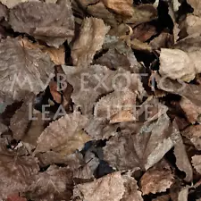 Leaf Litter Terrarium Décor Isopod Culture Substrate Cleaned Sanitized Organic