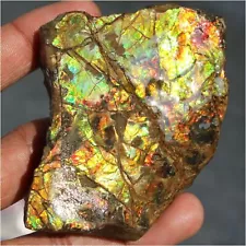 517.35Cts Natural Ammolite Canada Ammonite Mineral Rock Rough Raw Gemstone