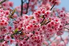 10 Cherry Blossom Seeds Sakura Oriental Cherry S027