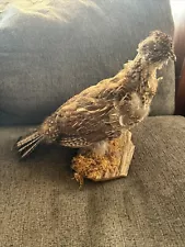 Ruffed Grouse Taxidermy