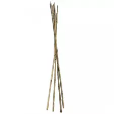 bamboo stakes for sale near me