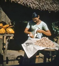 Vintage Stereo Realist Photo 3D Slide CEYLON Cashew Nuts for Sale