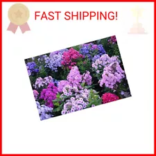 1200+ Mixed Phlox Seeds - Creeping Perennial Ground Cover - Popstars Phlox Creep