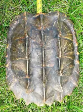 Real Turtle SHELL 16"x14" ðCOOLð