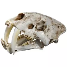 1:1 Saber-Toothed Tiger Resin Skull for Model Home Bar Decor