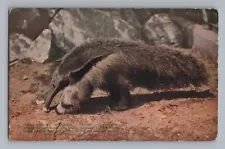 Ant Eater Zoo New York Postcard