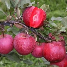 honeycrisp apple seeds for sale