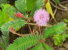 sensitive mimosa plant for sale