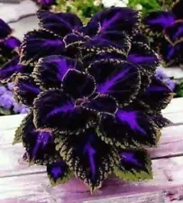 Special Coleus Seeds - 30 Seeds