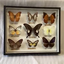 Framed 9x Butterfly Specimens Taxidermy 30cm by 25cm (I6) W#622