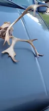 Caribou Antlers